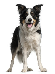 Border Collie, 5 and a half years old, standing in front of whit