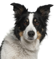 Close-up of Border Collie, 5 and a half years old