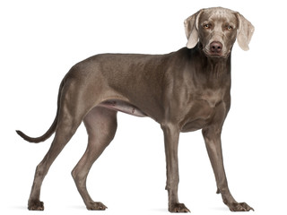 Weimaraner, 12 months old, standing in front of white background