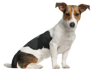Jack Russell Terrier, 12 months old, sitting