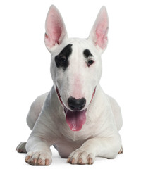 Bull Terrier puppy, 6 months old, lying - obrazy, fototapety, plakaty