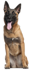 Belgian Shepherd Dog, 9 months old, sitting