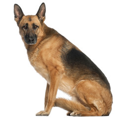 German Shepherd Dog, 8 and a half years old
