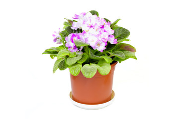 Blossoming violet