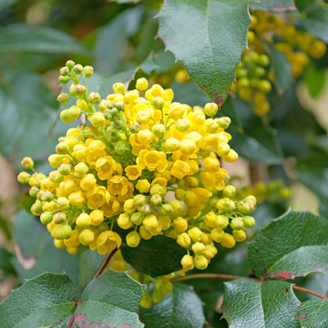 Mahonia