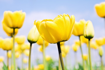 Obraz premium yellow tulips
