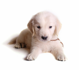Obraz premium golden retriever