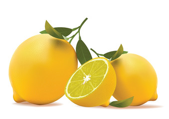 lemon. realistic vector illustration