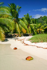 The beach in paradise island Moorea