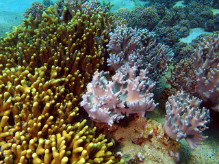 Underwater inhabitants of the South-Chinese sea, coral