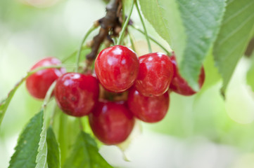 Cerises