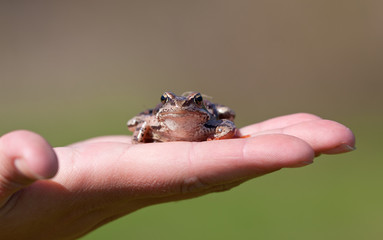 The frog sits on a palm