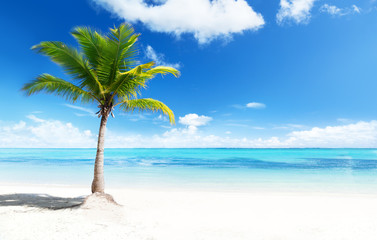 palms and beach