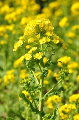 菜の花