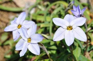 Fototapeta premium ハナニラ