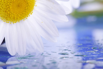 Gänseblümchen am Wasser Nahaufnahme