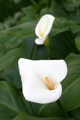 Calla-lily