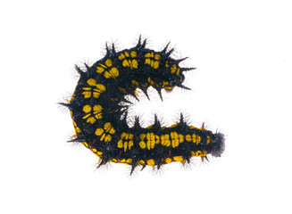 yellow and black caterpillar curl