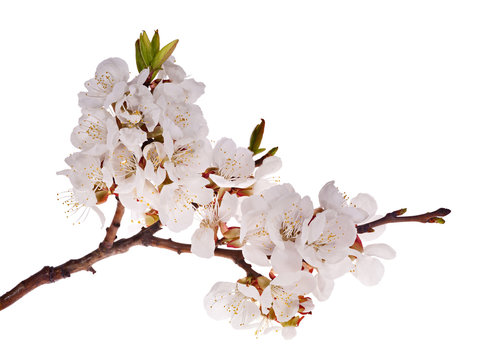 cherry-tree branch with lot of flowers