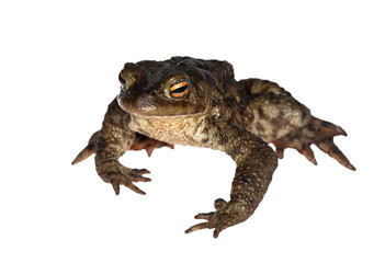 dark frog isolated on white