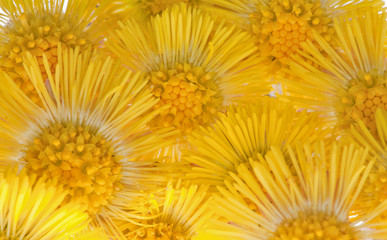 yellow coltsfoot flowers background