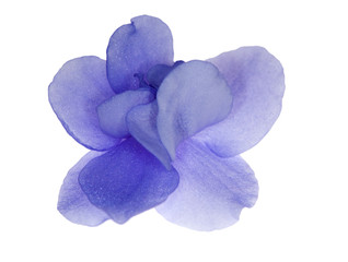 single isolated blue violet flower