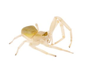 light color spider isolated on white