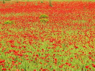 Champ d'orge et coquelicots