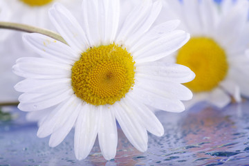G&auml;nsebl&uuml;mchen mit Stiel Poster Nahaufnahme