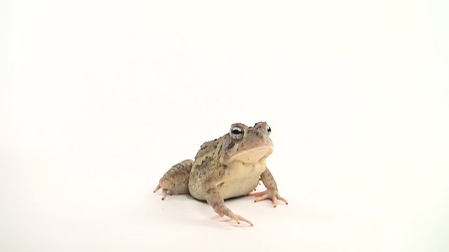 Slow motion clip of toad hopping on white background