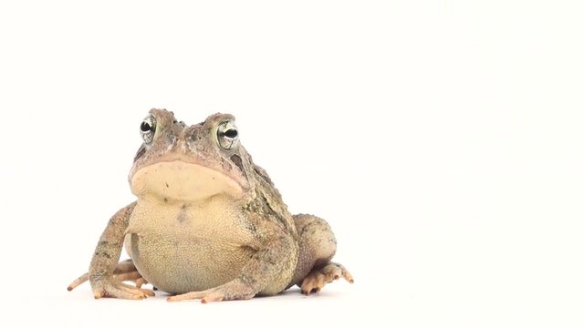 Toad sitting on white background