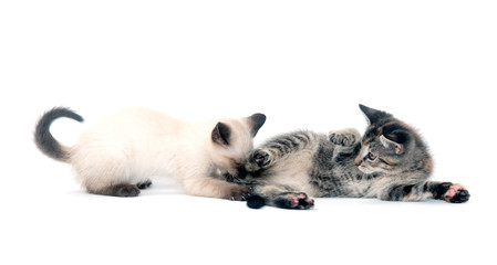 Two kittens playing and fighting