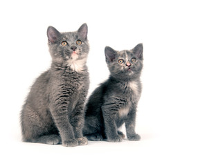 Fototapeta premium Two cute kittens