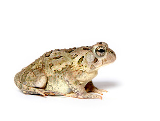 Toad on white