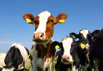 Calves on the field