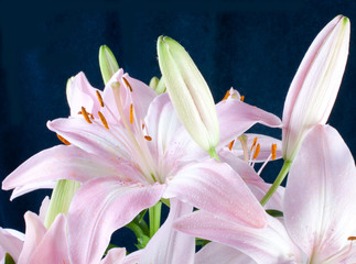 Lily flowers