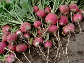 radishes