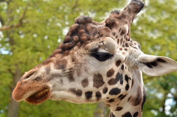 girafe