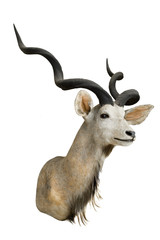Naklejka premium Gazelle