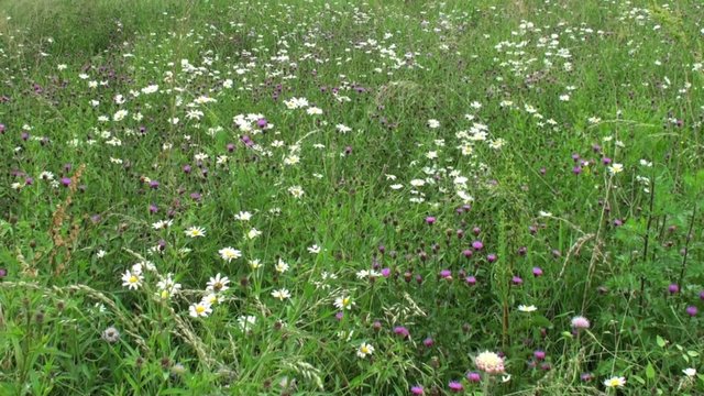 Prairie fleurie avec des Maguerites (Leucanthemum vulgare)