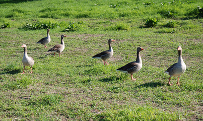Wildgänse Graugans