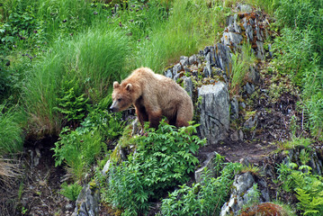 A young bear watching a threat.