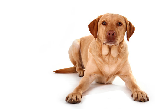 Golden Retriever H&uuml;ndin