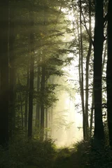 Foto op Plexiglas Trail in the deciduous forest on a foggy morning © Aniszewski