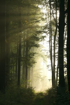 Fototapeta Trail in the deciduous forest on a foggy morning