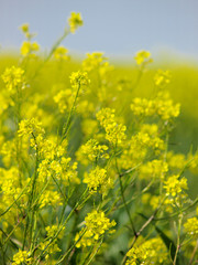 Close up of oilseed rape canola with blue sky