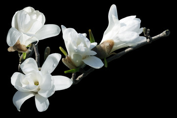 White Magnolia