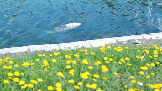 Dead Fish - River Pollution