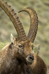 Stambecco delle Alpi