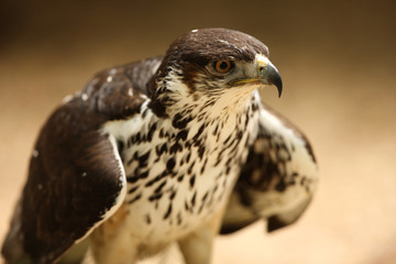 Portrait of a Saker Falcon